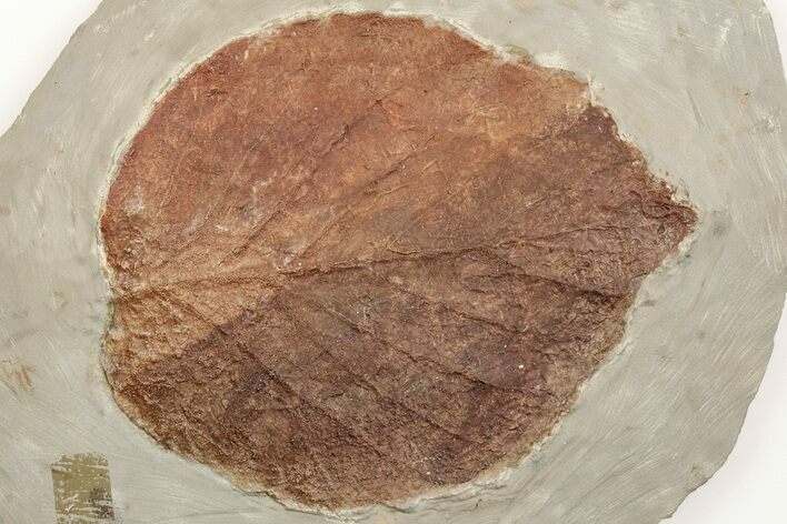Fossil Leaf (Davidia) - Montana #203551